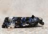 Endothenia sp.